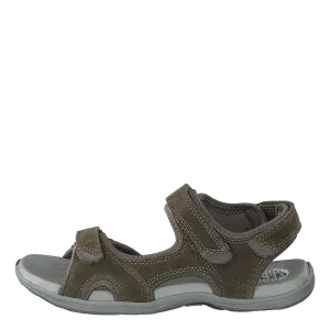 Corsica Olive