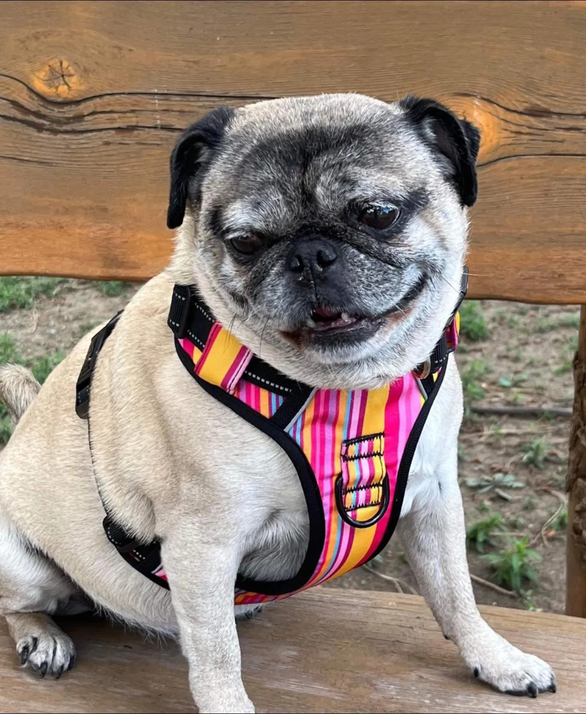 Easy Walker Molly Harness Wholesale